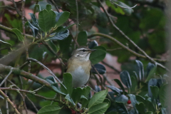 Vale lijster, 1e kj. ♀ -Friesland 15-11-2020