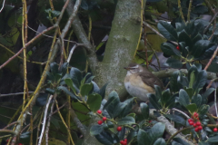 Vale lijster, 1e kj. ♀ -Friesland 16-11-2020