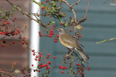 Vale lijster, 1e kj. ♂ 4 Vlieland 21-10-2017