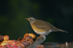 Vale lijster, 1e kj. ♂ Vlieland 21-10-2017