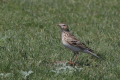 Veldleeuwerik-Schiermonnikoog 18-5-2021