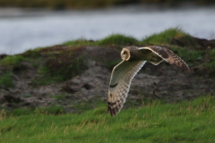 Velduil 1 Friesland-kust 8-11-2022