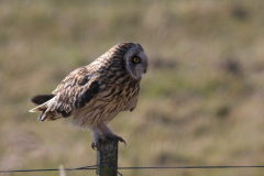 Velduil 1-Lauwersmeer 17-3-2016