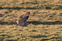 Velduil 1-Lauwersmeer 28-2-2016