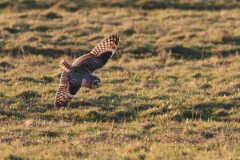 Velduil 2-Lauwersmeer 28-2-2016