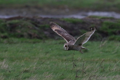 Velduil 4 Friesland-kust 8-11-2022