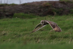 Velduil 5 Friesland-kust 8-11-2022