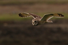 Velduil 6 Friesland-kust 8-11-2022