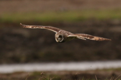 Velduil 7 Friesland-kust 8-11-2022