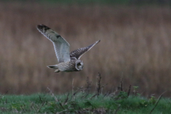 Velduil 8 Friesland-kust 8-11-2022