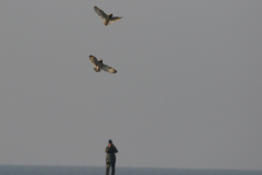 Velduil Friesland-kust 14-11-2022