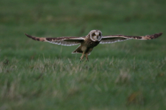 Velduil Friesland-kust 8-11-2022 b