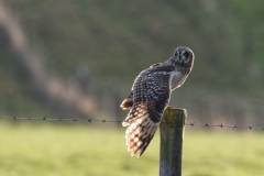 Velduil Friesland-kust 8-12-2022