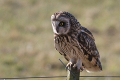 Velduil-Lauwersmeer 17-3-2016