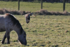 Velduil-Lauwersmeer 28-2-2016