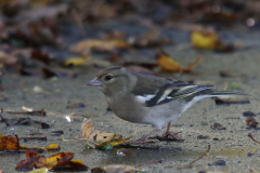 Vink, ♀ -Eemshaven 25-10-2022