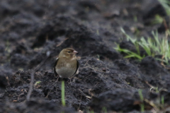 Vink, ♀  Groningen-prov. 15-1-2023