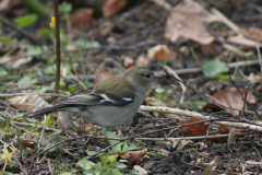 Vink, ♀  Groningen-stad 15-4-2008