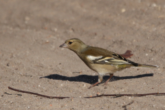 Vink, ♀,  Overijssel 9-4-2020