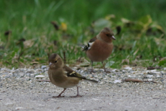 Vink, ♀ en ♂  Zuidlaardermeergebied 2-11-2020