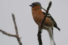 Vink, ♂ 1  Drenthe 16-5-2019