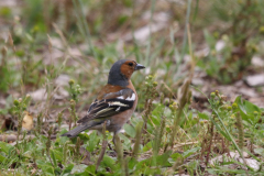 Vink, ♂ 1  Drenthe 18-7-2019