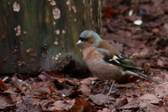 Vink, ♂  1-Friesland 4-2-2021