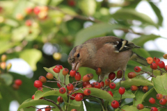 Vink, ♂ 1  Groningen-stad 28-9-2016