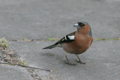 Vink, ♂ 1  Hortus Haren 20-4-2007