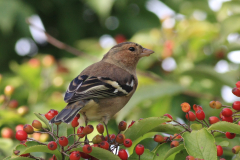 Vink, ♂ 2  Groningen-stad 28-9-2016