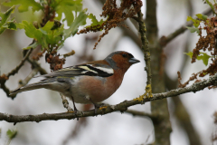 Vink, ♂  Drenthe 16-5-2019