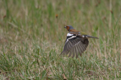 Vink, ♂  Drenthe 18-7-2019