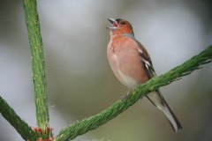 Vink, ♂  Drenthe 30-6-2005