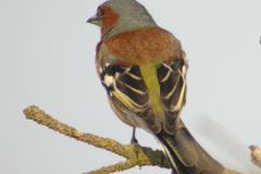 Vink, ♂  Friesland 12-5-2006