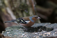 Vink, ♂ -Friesland 22-2-2021 b