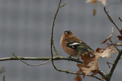 Vink, ♂  Groningen-stad 22-1-2018