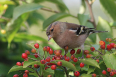 Vink, ♂  Groningen-stad 28-9-2016