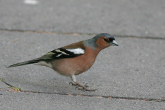 Vink, ♂  Hortus Haren 20-4-2007