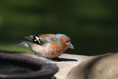 Vink, ♂ -Schiermonnikoog 12-5 2021