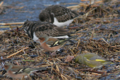 Vink, ♂,  Steenloper en Groenling-Lauwersoog 25-11-2007