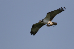 Visarend 1-Zuidlaardermeergebied 20-4-2019