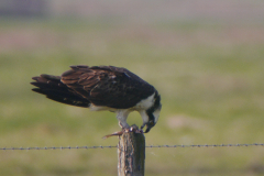 Visarend 5-Zuidlaardermeergebied 20-4-2019