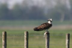 Visarend 8-Zuidlaardermeergebied 20-4-2019