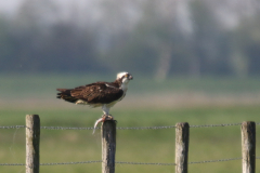 Visarend 9-Zuidlaardermeergebied 20-4-2019