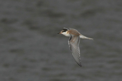 Visdief, 1e kj.  Lauwersoog 31-8-2012