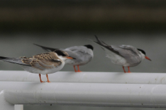 Visdief, 1e kj. en adult-Lauwersoog 20-8-2016