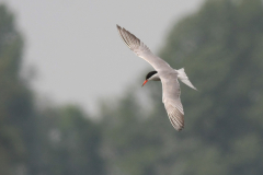 Visdief-Lauwersmeer 13-7-2014