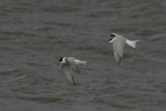 Visdief, adult en 1e kj.  Lauwersoog 31-8-2012