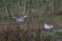 Vorkstaartmeeuw, 1e kj. Texel 6-10-2020