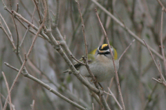 Vuurgoudhaan ♀ -Eemshaven 30-3-2008